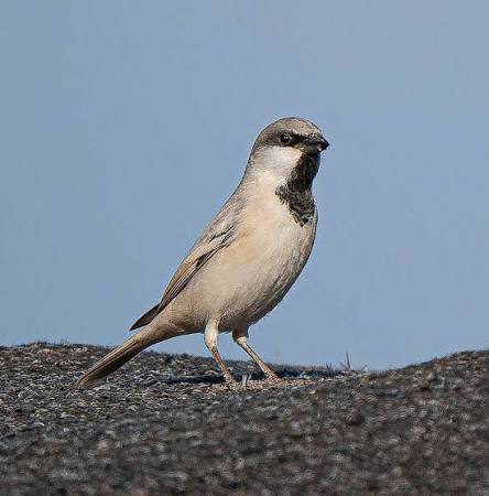 Desert Sparrow in Merzouga, Morocco