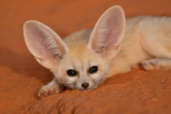 Fennec Fox in Merzouga, Morocco: