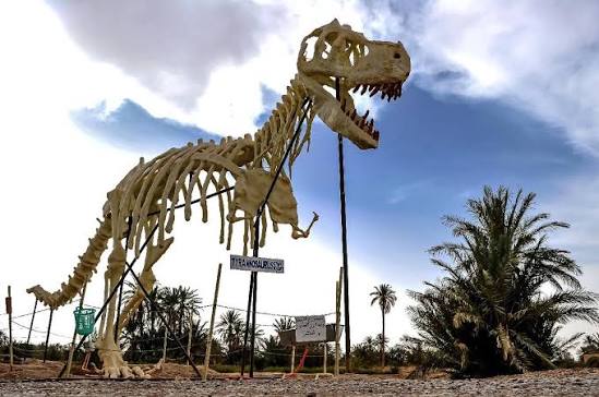 Merzouga Fossils: Fascinating Things to See
