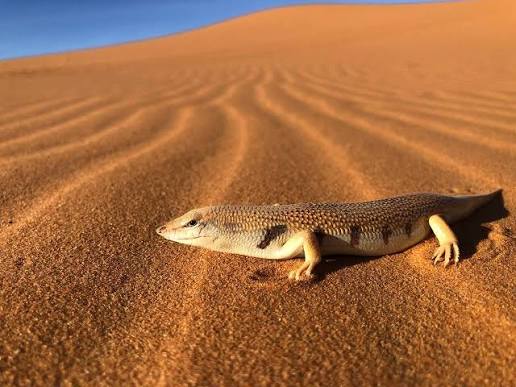 Merzouga Sandfish: The Amazing Lizard That Swims Through the Sahara Sand