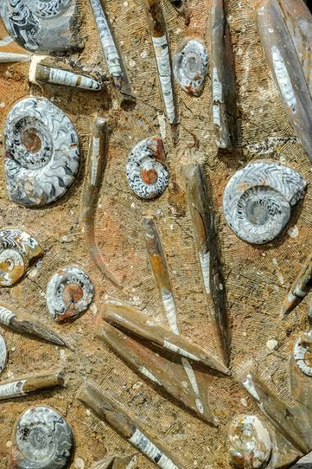 Fossils and Mineral Tours in Merzouga, Morocco
