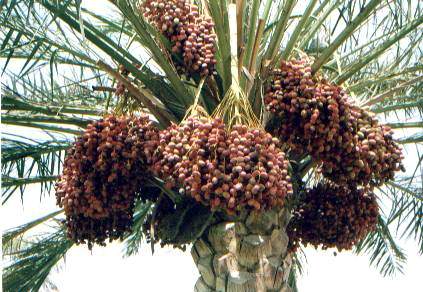 Rissani Dates Market Discover Morocco’s Famous Date Market
