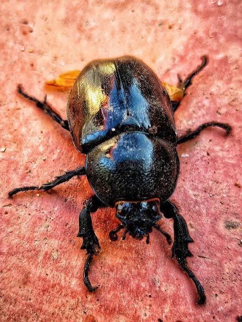 Beetle in the Dunes of Erg Chebbi, Merzouga, Morocco