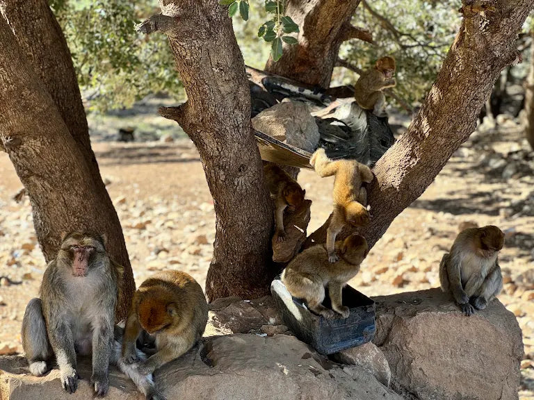 Cedar Forest Monkeys: A Memorable Journey from Merzouga to Fes