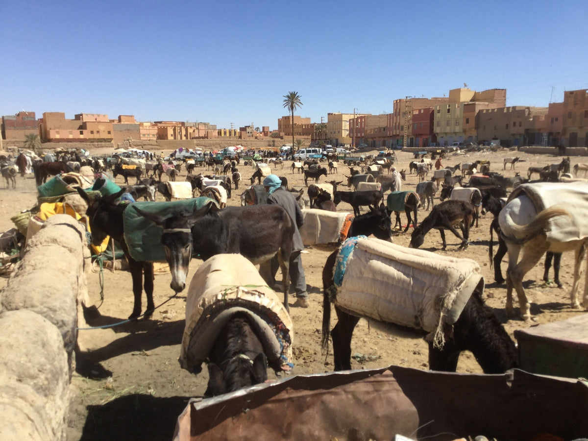 Parking Market Donkeys in Rissani