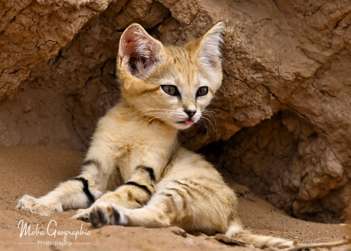 Animals of the Merzouga Desert: Discovering Sahara Wildlife