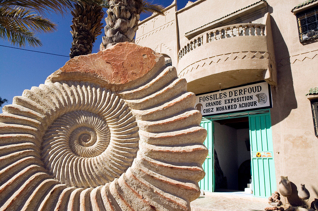 Merzouga Fossils and Geological Discoveries