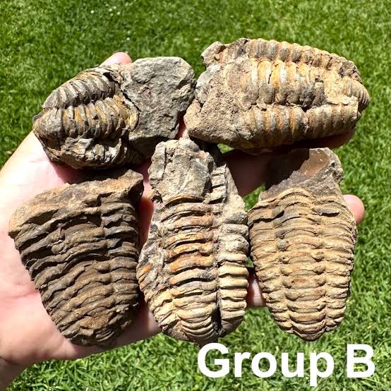 Trilobites Fossils Tour Around Merzouga, Morocco