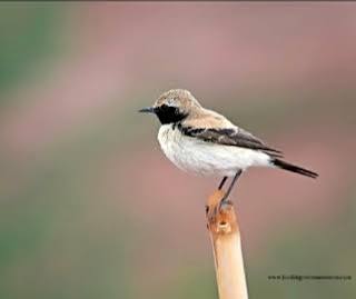 Birdwatching in Merzouga, Moroccan Sahara Desert