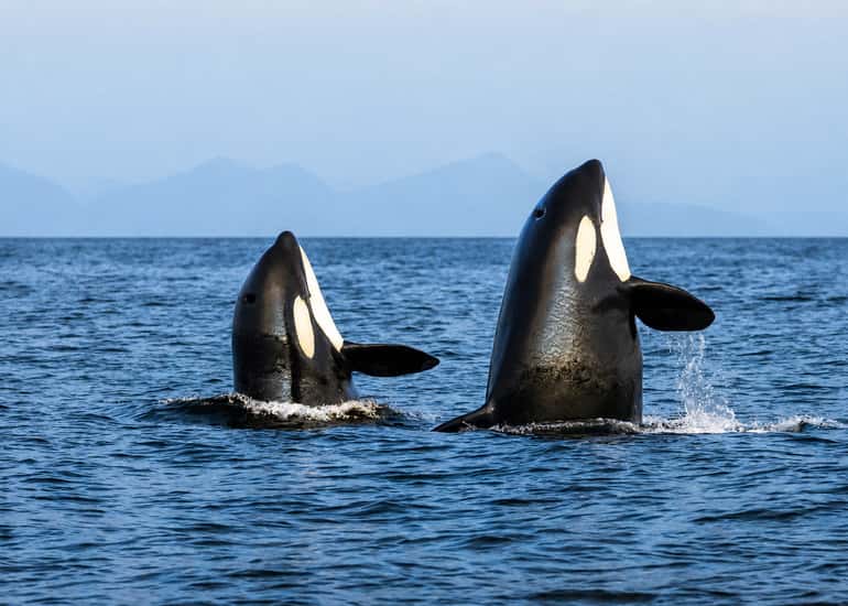 Tromsø Skjervøy RIB Whale Watching Tour 