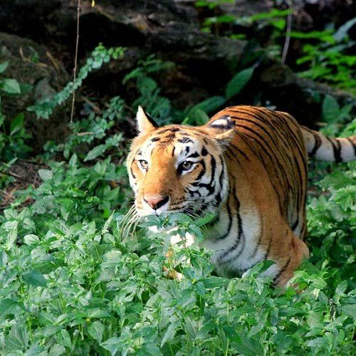 Visit the Karnataka Forest Explore the Wild Beauty of Southern India