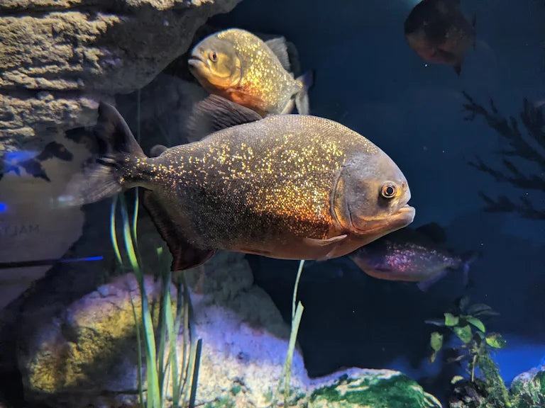 Visit the Malta National Aquarium in Malta