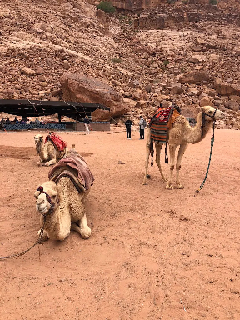 Wadi Rum Bedouin Camp