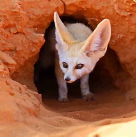 Merzouga Sahara Desert Wildlife