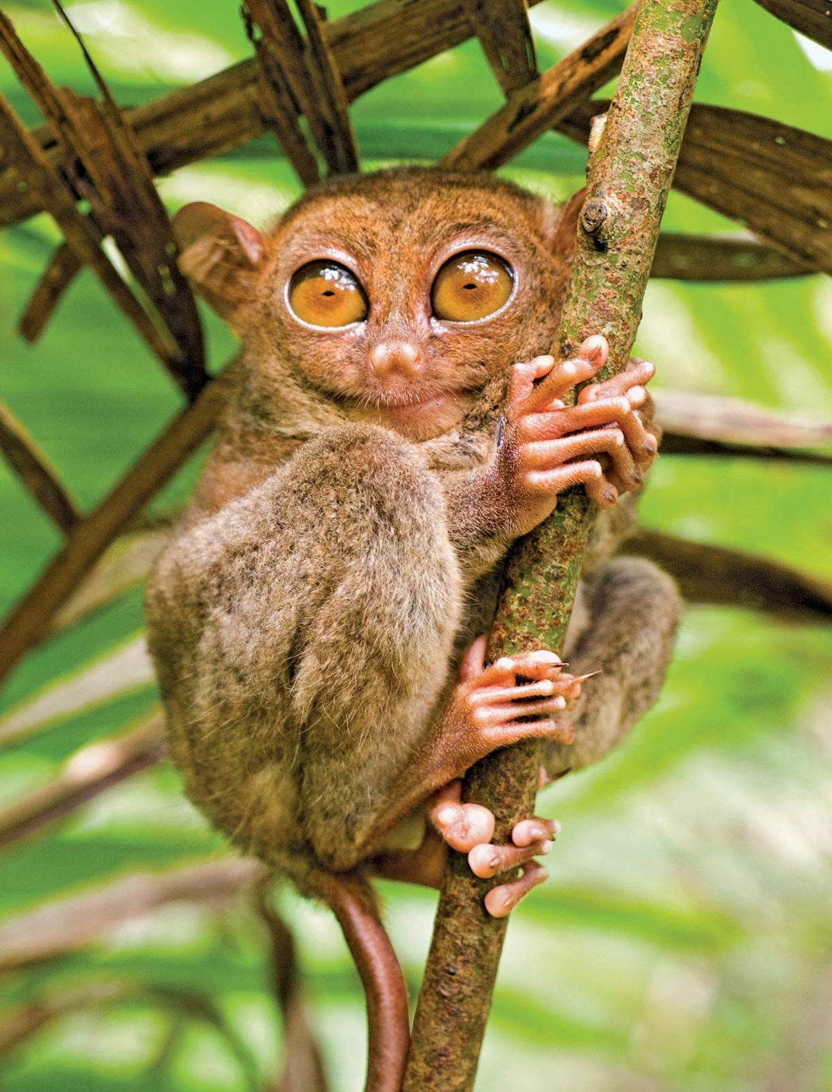 Best Things to Do in Bohol, Philippines