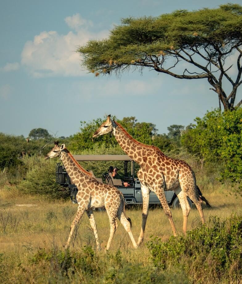 Botswana Trips Best Places to Visit Top Attractions