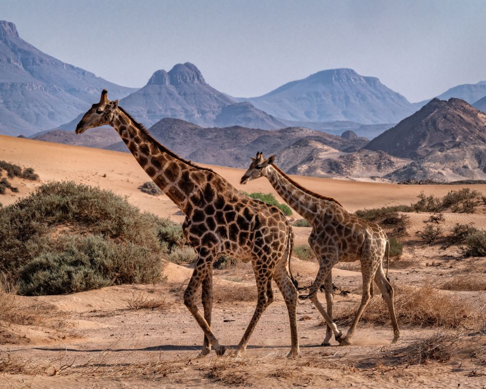 Discover the Wildlife of Namibia’s Desert Landscapes