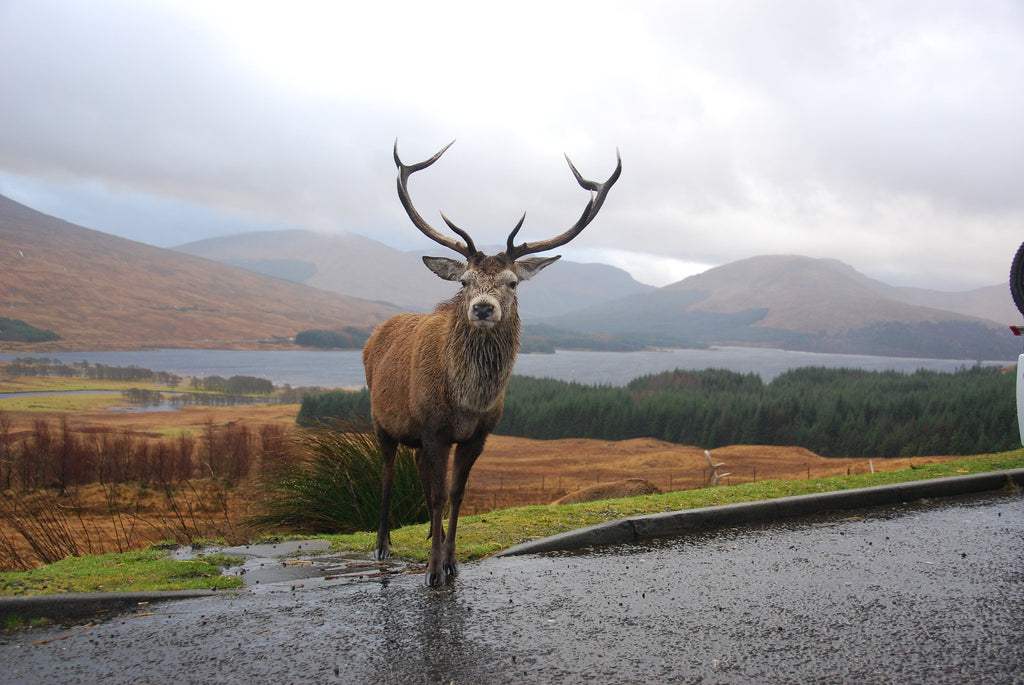 Best Places to Visit in Scotland Discover Stunning Landscapes