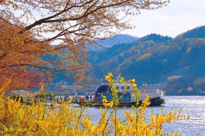 Discover the beauty of South Korea with a Nami Island