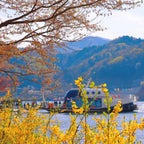 Nami Island  The Garden of Morning Calm One-Day Tour