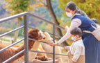 Korea Nami Island Alpaca World Gangchon Rail Bike Day Tour