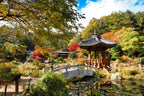Nami Island  The Garden of Morning Calm One-Day Tour
