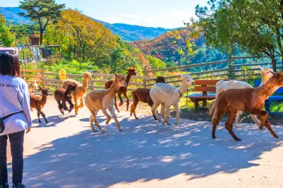Korea Nami Island Alpaca World Gangchon Rail Bike Day Tour