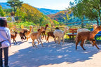 Korea Nami Island Alpaca World Gangchon Rail Bike Day Tour