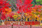 Korea Nami Island Alpaca World Gangchon Rail Bike Day Tour