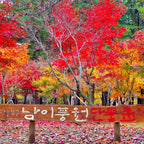 1Day Tour to Nami Island Petite France & Italia Village