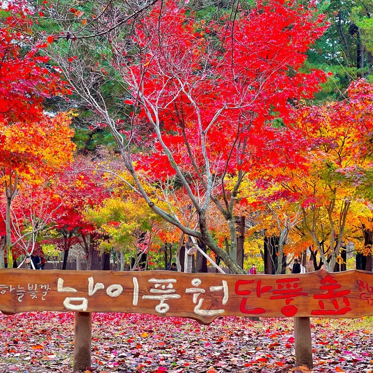 1Day Tour to Nami Island Petite France & Italia Village