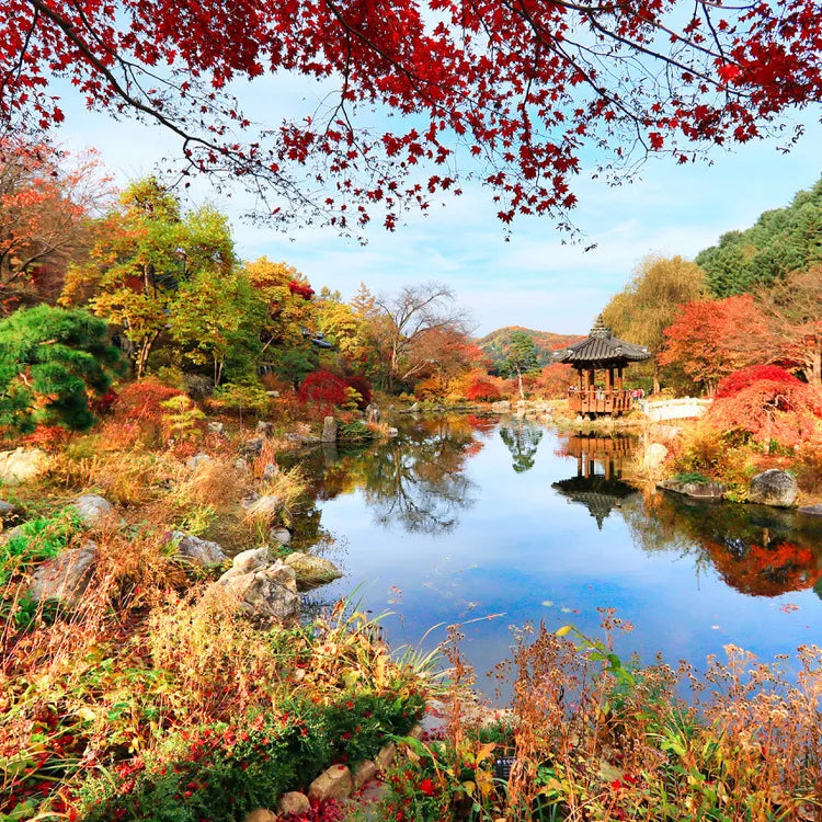 Nami Island  The Garden of Morning Calm One-Day Tour