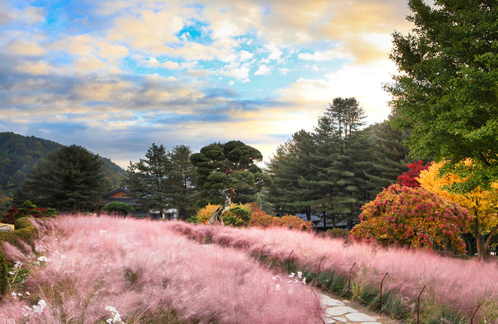 Nami Island  The Garden of Morning Calm One-Day Tour