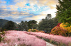 Nami Island  The Garden of Morning Calm One-Day Tour