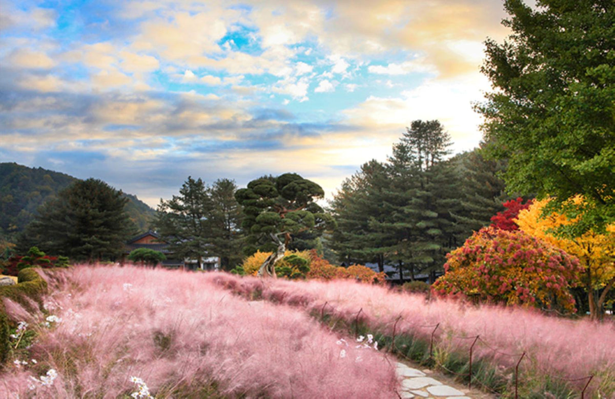 Nami Island  The Garden of Morning Calm One-Day Tour
