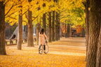 Discover the beauty of South Korea with a Nami Island