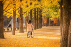 Nami Island  The Garden of Morning Calm One-Day Tour