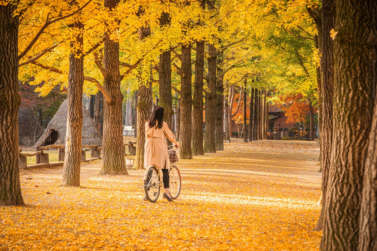 Nami Island  The Garden of Morning Calm One-Day Tour