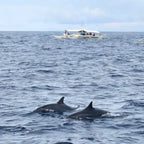 Bohol Island Dolphin Watching Island Snorkeling
