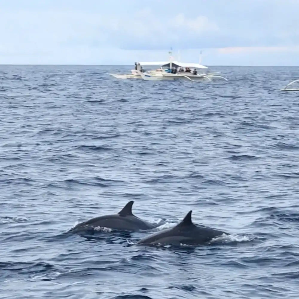 Bohol Island Dolphin Watching Island Snorkeling