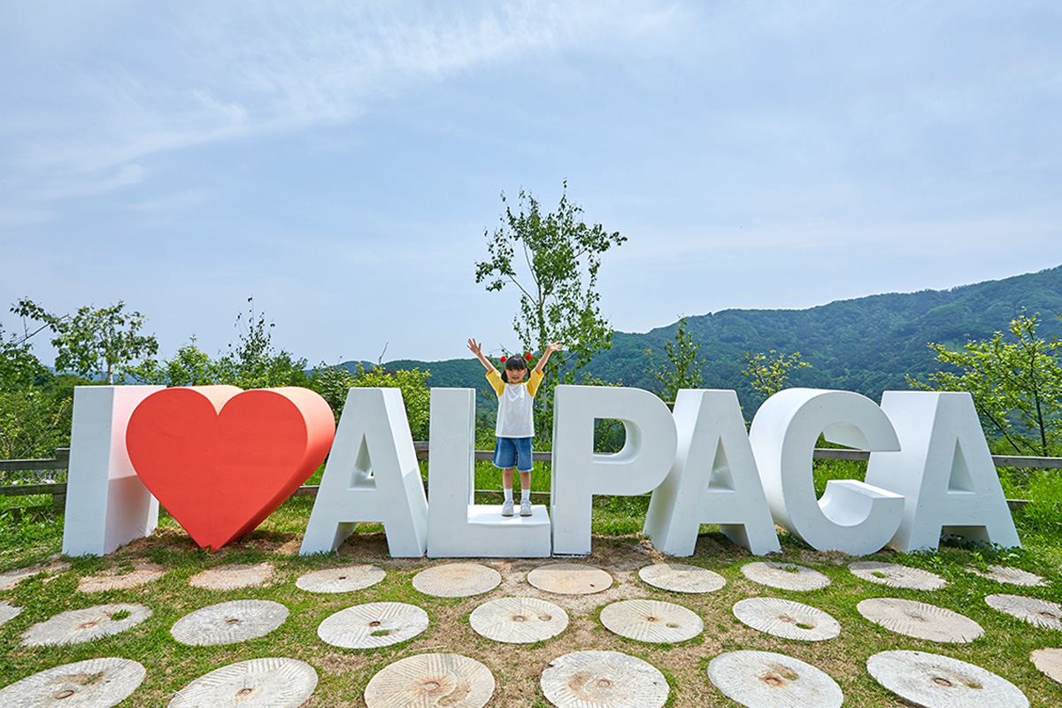 Korea Nami Island Alpaca World Gangchon Rail Bike Day Tour