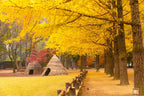Nami Island  The Garden of Morning Calm One-Day Tour