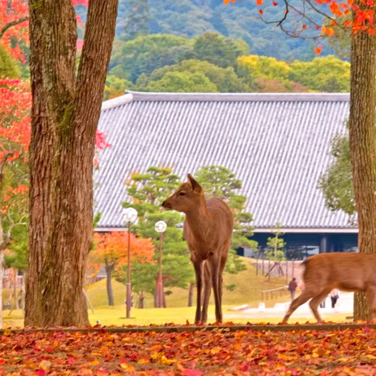 Kyoto and Nara One-Day Tour Kiyomizu-dera