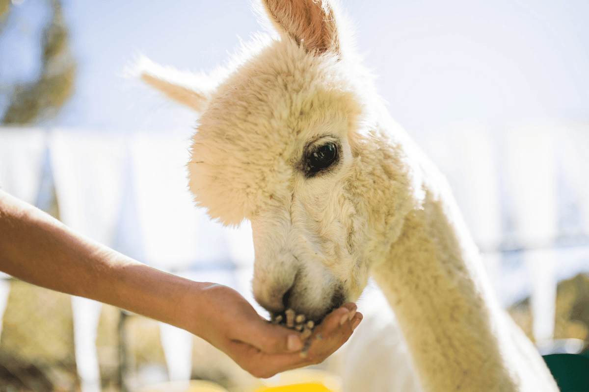 Korea Nami Island Alpaca World Gangchon Rail Bike Day Tour