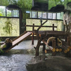 1-day tour to Shanghai Wild Animal Park for panda