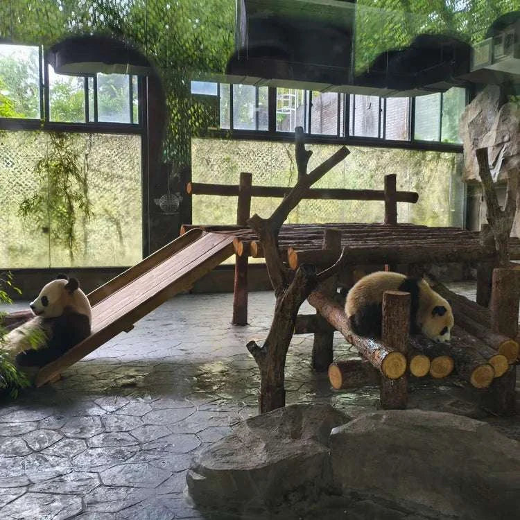1-day tour to Shanghai Wild Animal Park for panda