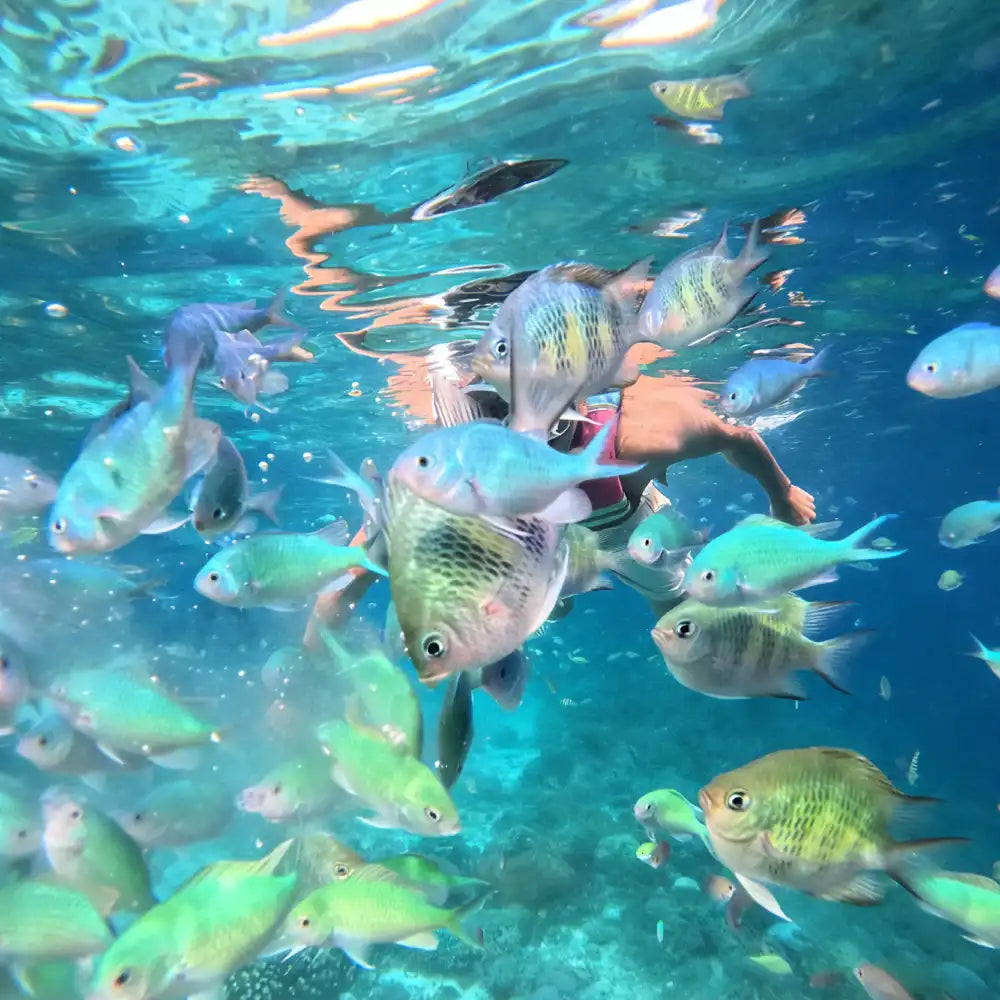 Bohol Island Dolphin Watching Island Snorkeling