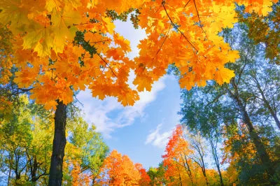Discover the beauty of South Korea with a Nami Island