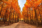 Nami Island  The Garden of Morning Calm One-Day Tour