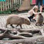 1-day tour to Shanghai Wild Animal Park for panda